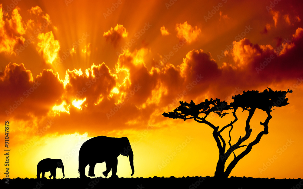 Obraz premium サバンナ