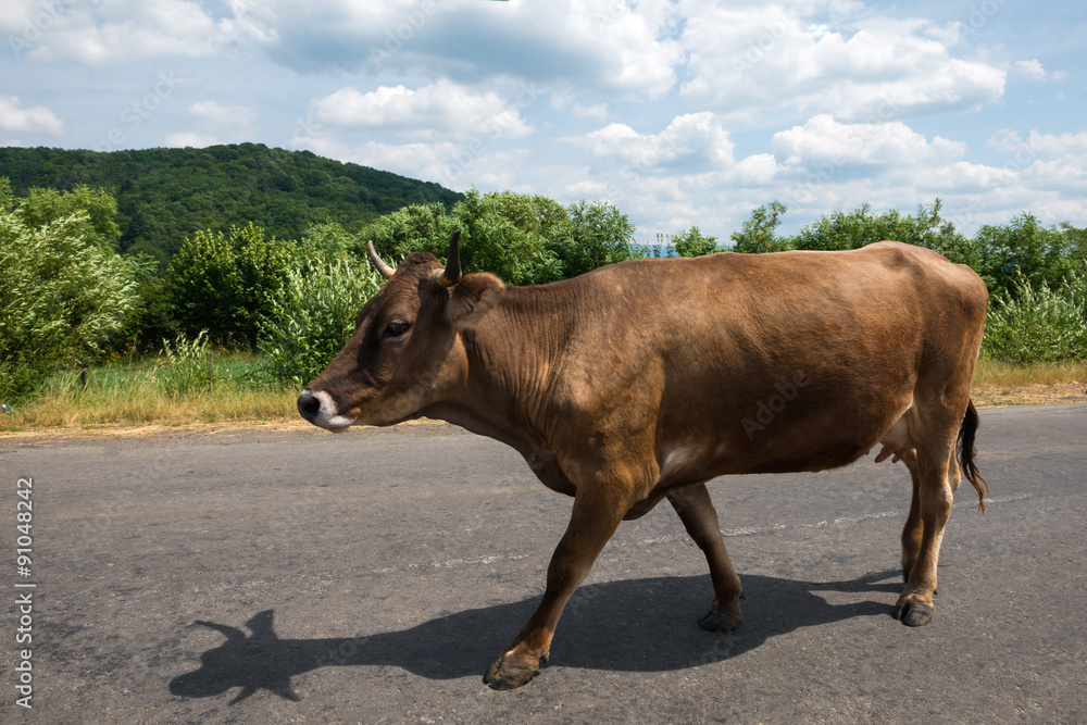 Brown cow Brown cow