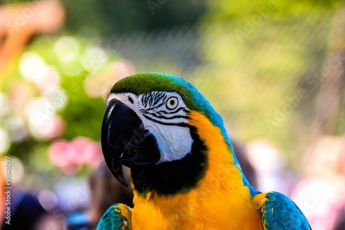 parrot macaws ( Ara ararauna)