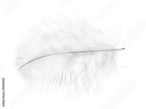 light gray feather on white background