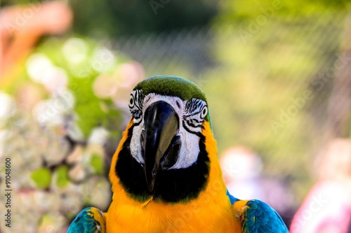 parrot macaws ( Ara ararauna) photo