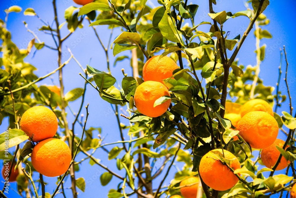 Orange tree with ripe fruits in sunlight. Horizontal shot