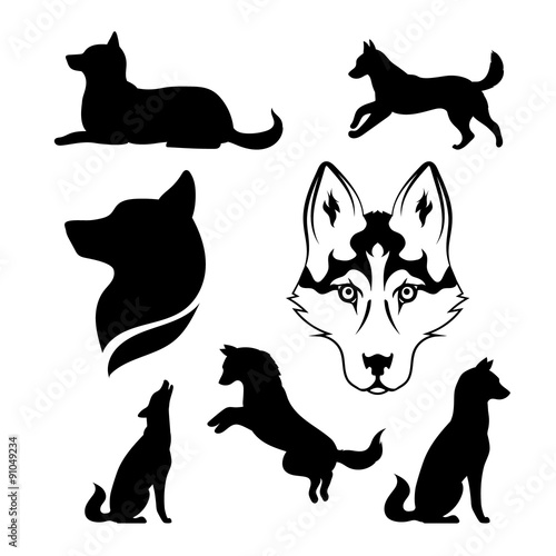 Silhouette of a dog of breed siberian husky.
