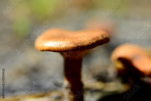 Close-up picture of poisonous mushroom in nature