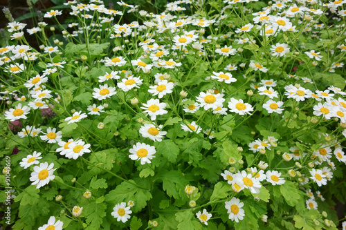 Flowering Feverfew a traditional medicinal herb.  photo