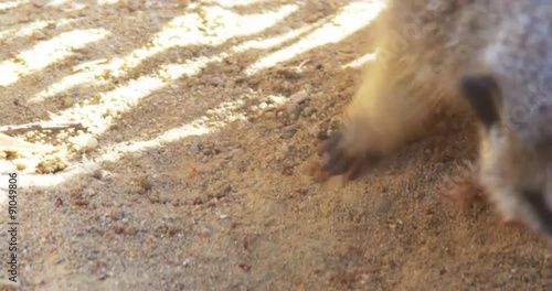Meerkat eat meat