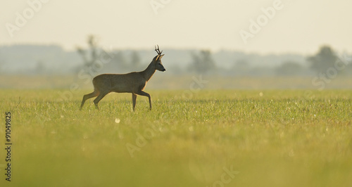 Fotografie roe buck walking in the meadow