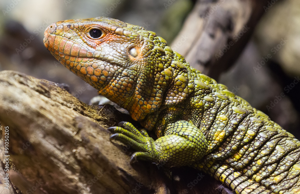 Fototapeta premium Closeup of Northern Caiman Lizard