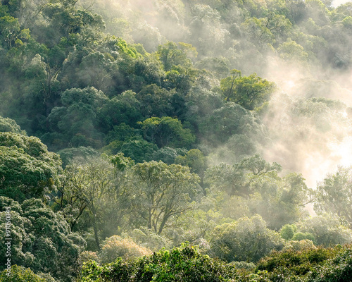 Aerial view of rainforest with mist and sunlight  in the morning