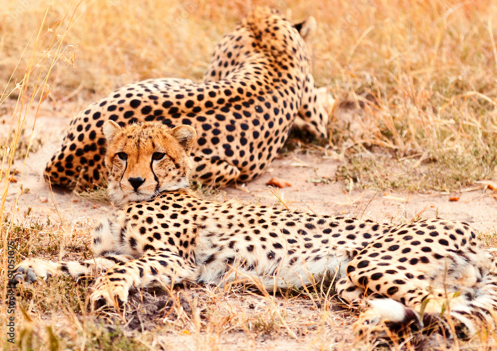 Obraz premium Cheetahs in Masai Mara