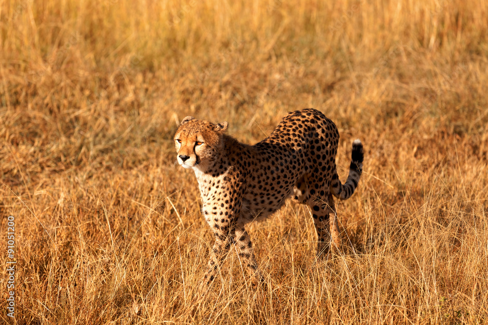 Naklejka premium Male cheetah in Masai Mara