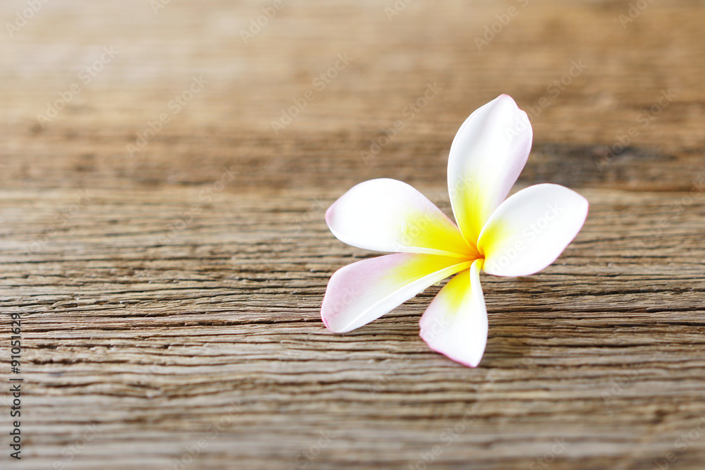 Notebook and plumaria flower on wood table Notebook and plumaria flower on wood table