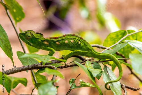 Green chameleon in Anja nature reserve