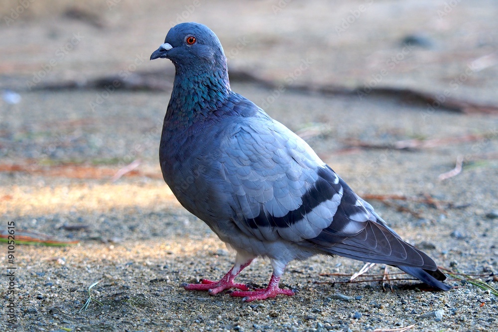 鳩 鳩