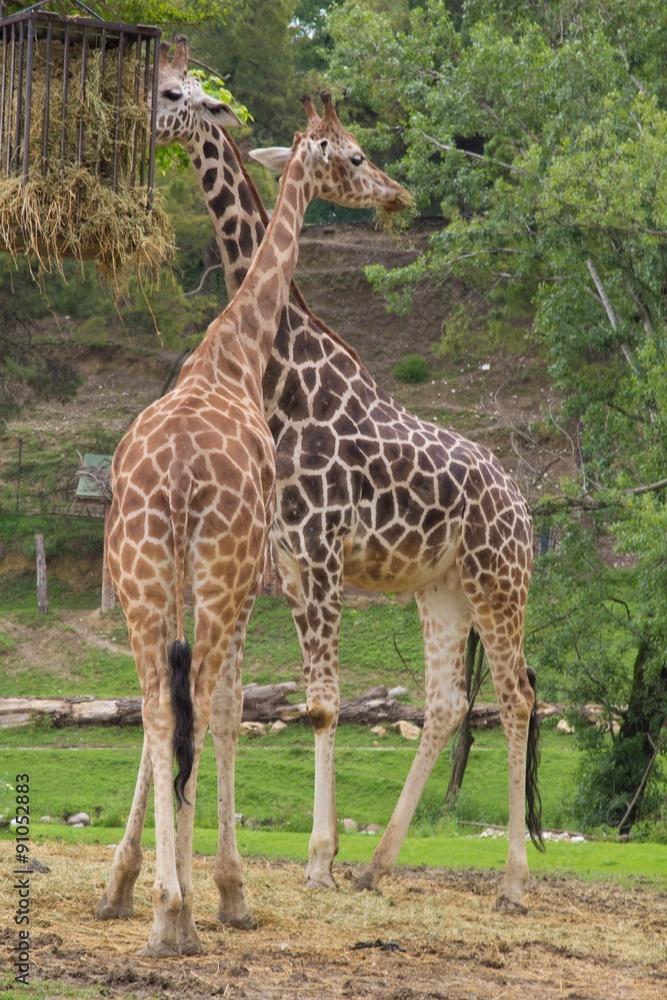 Obraz premium giraffe
