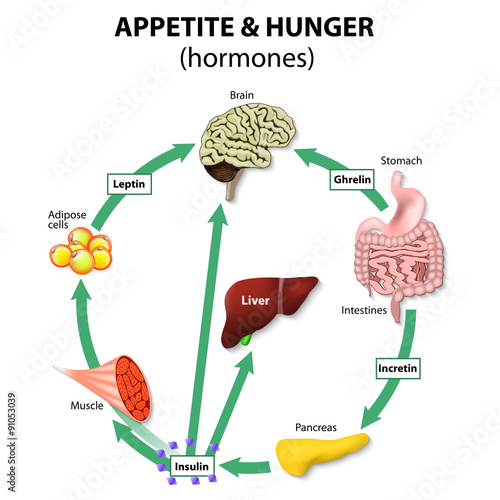 Hormones appetite & hunger