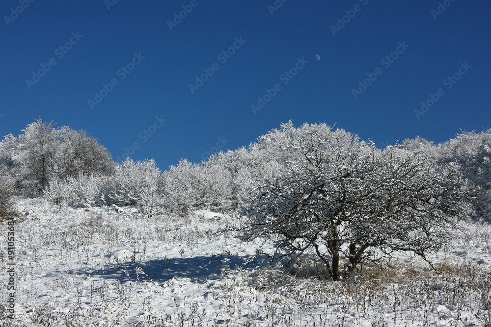 Winter landscape in Crimea. A frosted trees and deep blue sky look like a very contrasting picture on a plateau in the Crimean mountains.