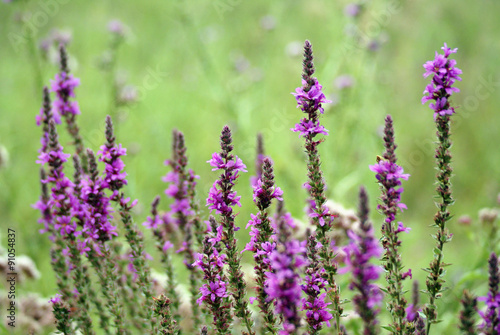 Purple loosestrife   Lythrum salicaria