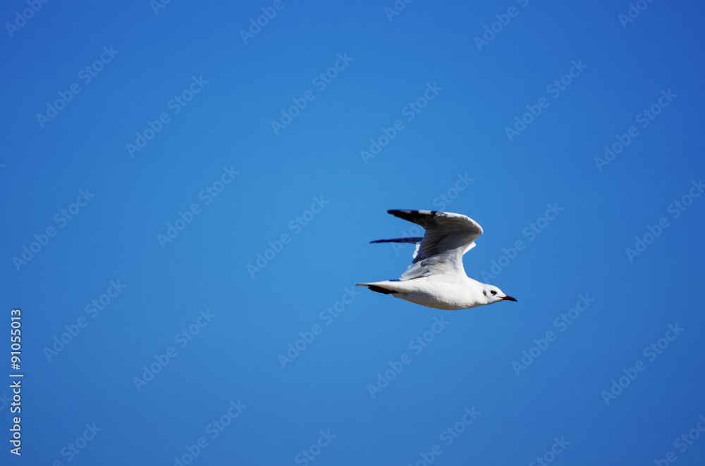 Obraz premium Sea gull