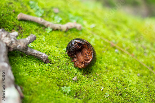  Ventral of Pill Millipede in tropical forest photo