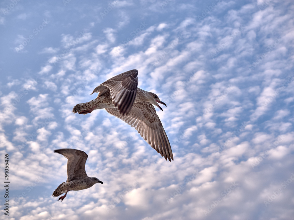 Obraz premium Seagulls in the evening