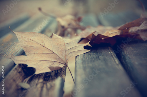 Photography Dead leaves on bench