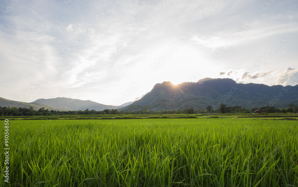 Green Rice Field with Mountains Background under sunset, Thailan