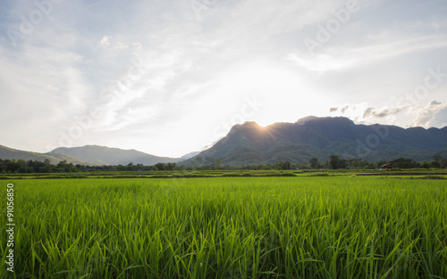 Green Rice Field with Mountains Background under sunset  Thailan