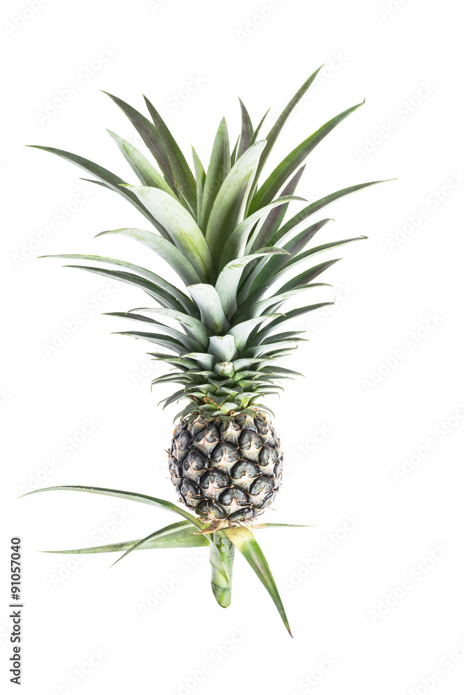 Obraz premium Fresh pineapple