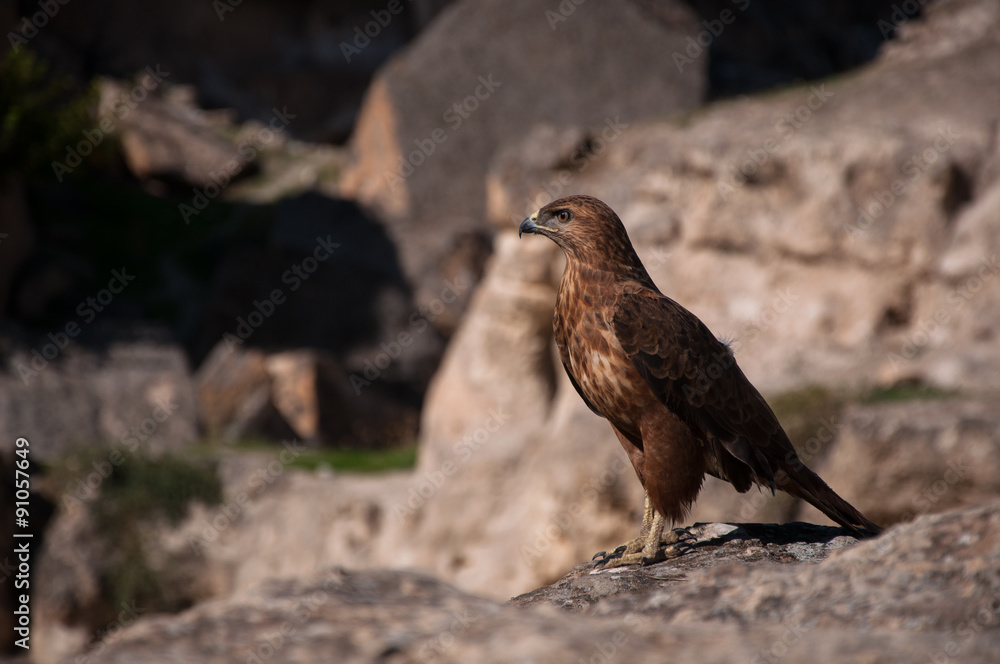 Hawk Hawk