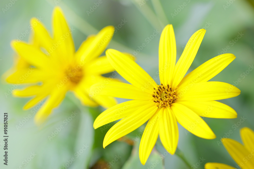 Jerusalem artichoke flower Jerusalem artichoke flower