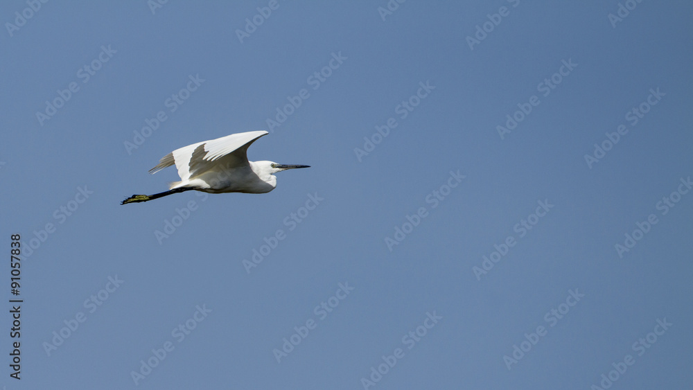 Fototapeta premium Little egret flying isolated in blue sky