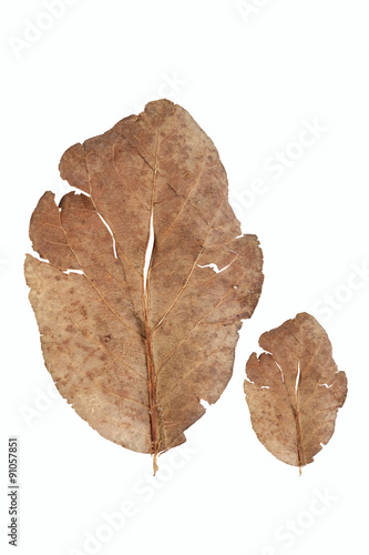 Dead leaf in white background