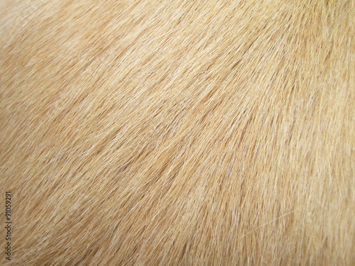 Macro Dog Hair © srckomkrit