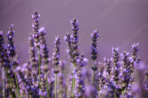 Fototapeta Naklejka Na Ścianę i Meble -  Flowers of lavender  on a purple background