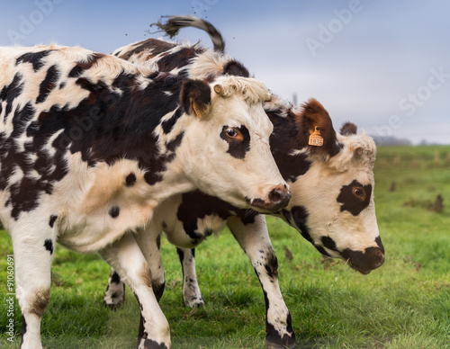 Les vaches normandes