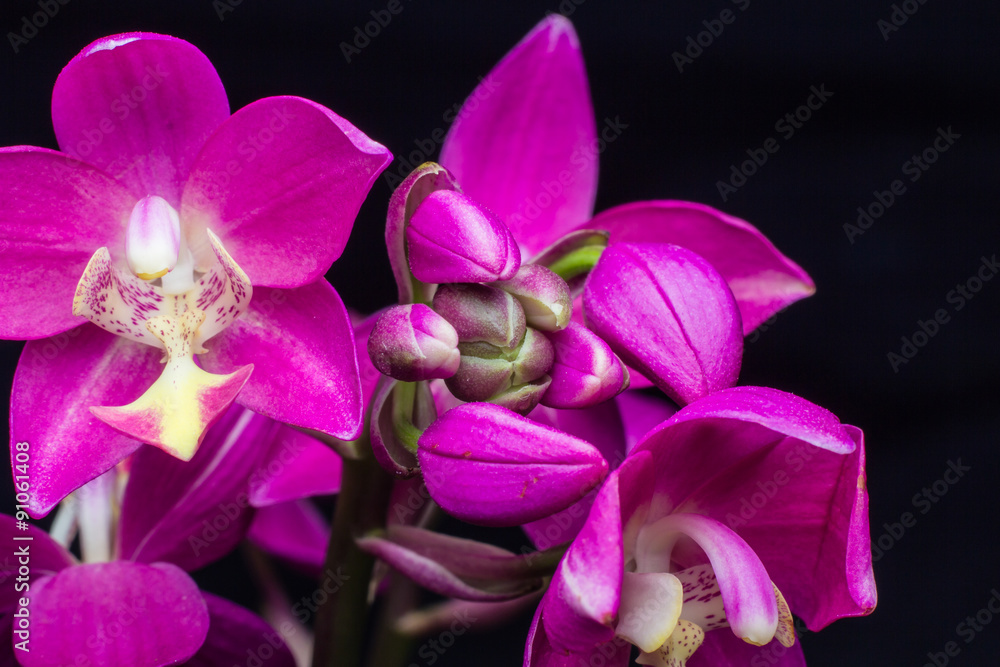 Pink flowers with a black background. Pink flowers with a black background.