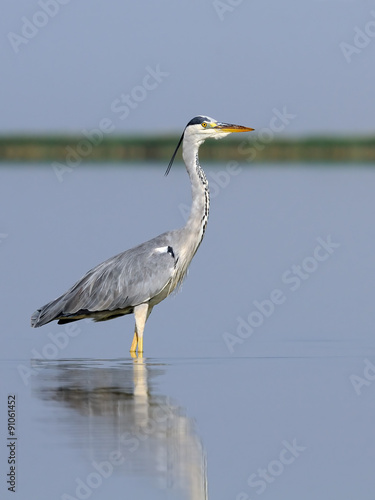 Grey Heron at shallow water of morning lake