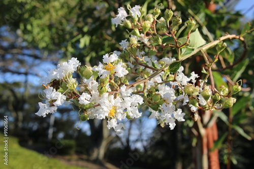 準絶滅危惧のシマサルスベリの花