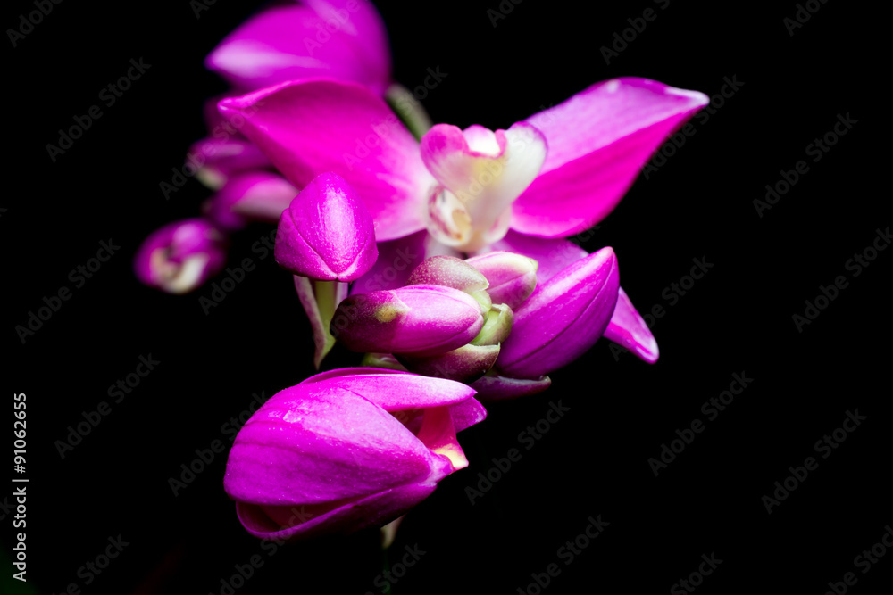 Pink flowers with a black background. Pink flowers with a black background.