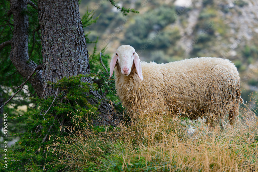 Naklejka premium A sheep with such wool