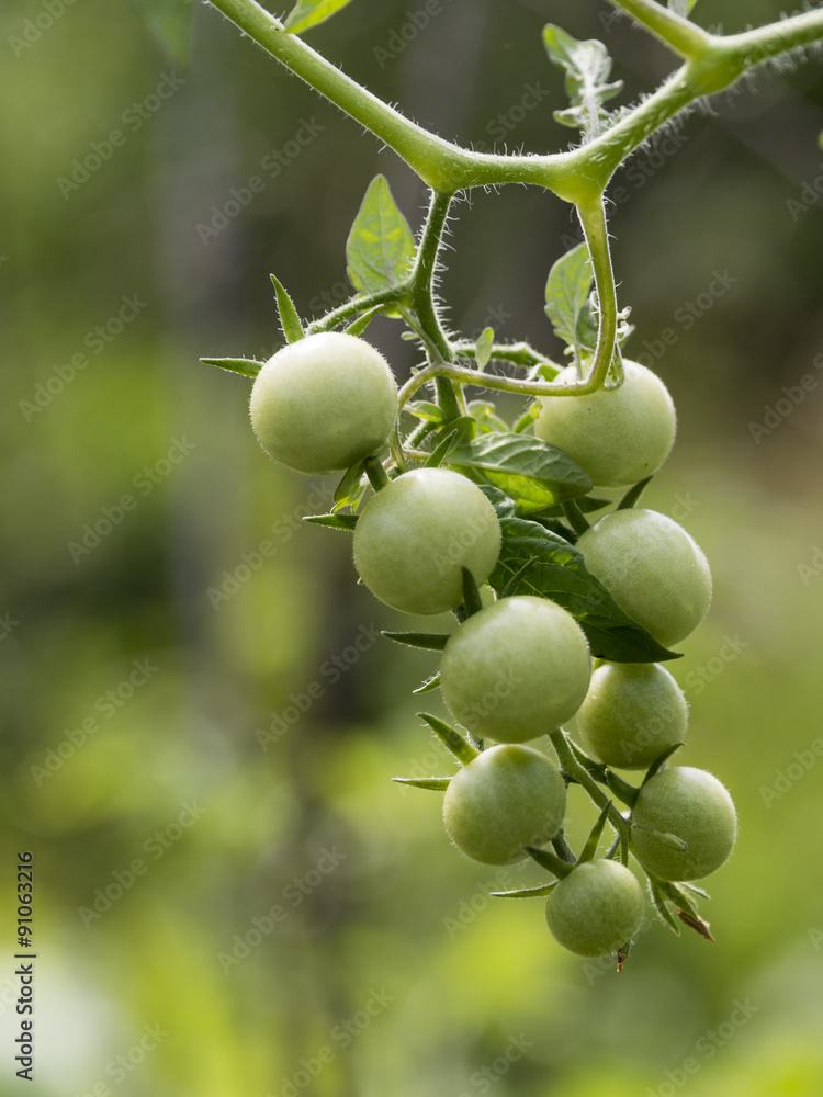 Obraz premium Яблоки на яблоне