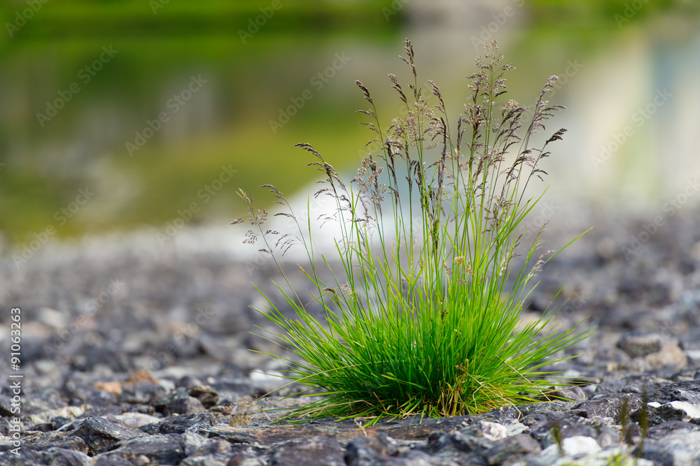 Tuft of grass between the stones Tuft of grass between the stones