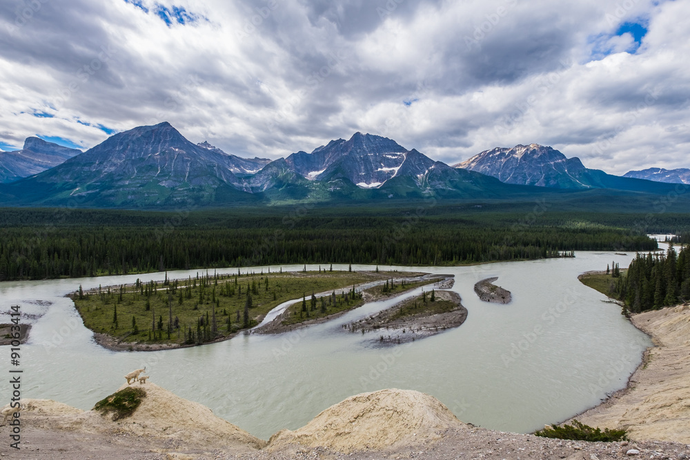 Obraz premium Mountain goats look out over the Athabasca River at the Kerkesli