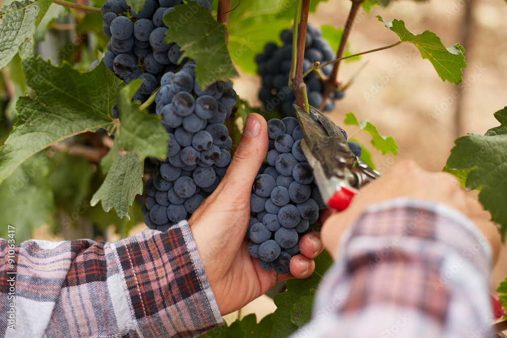 Male hands during the harvest of the grapes