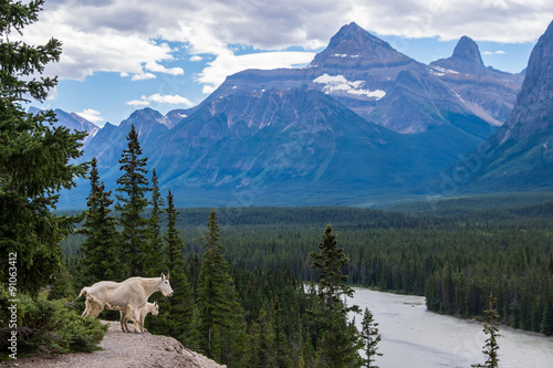 Mountain goats look out over the Athabasca River at the Kerkesli