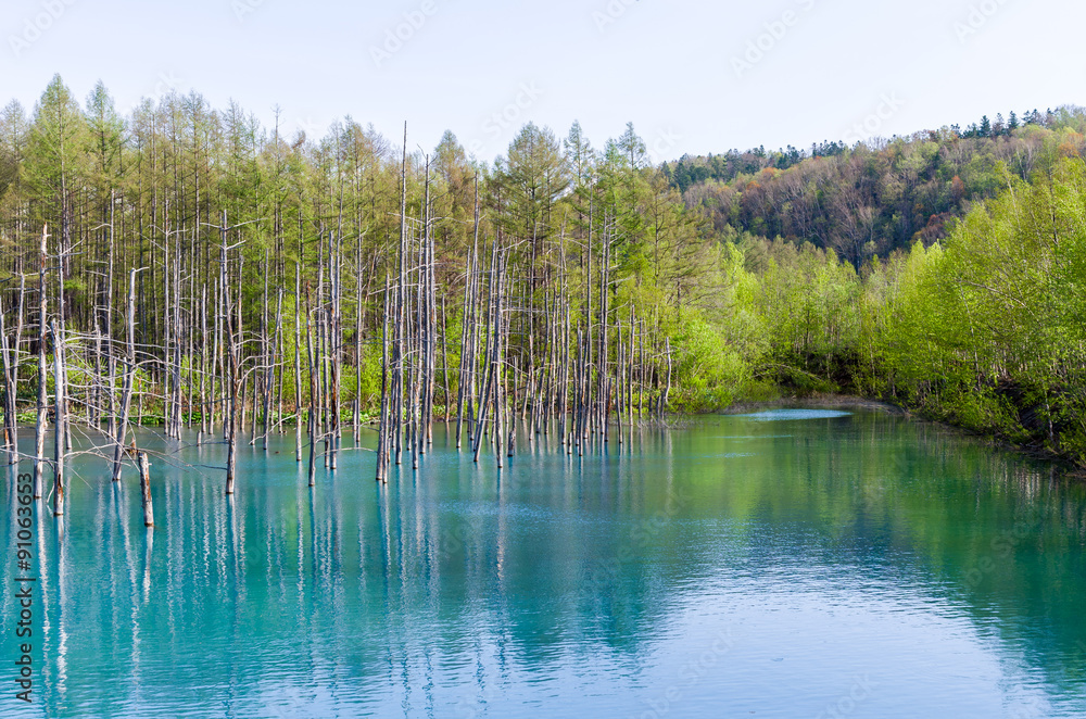 美瑛の青い池 北海道