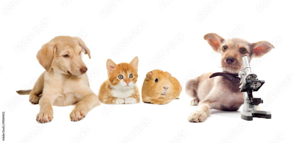 kitten and puppy and guinea pig kitten and puppy and guinea pig