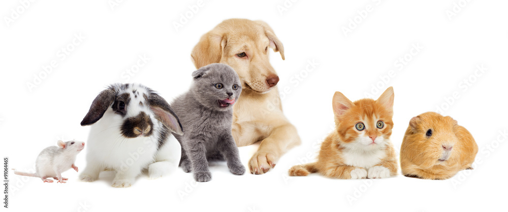 kitten and puppy and rodents