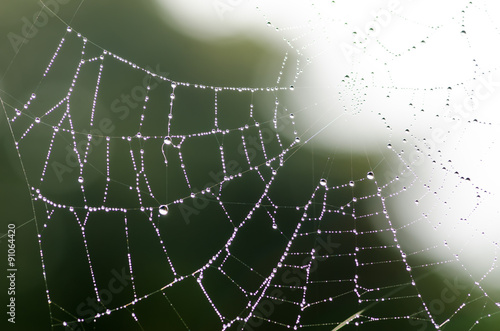 Spinnennetz © Bumann
